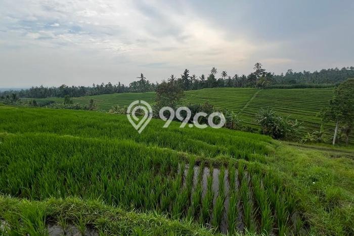 Kavling Tanah untuk Dijual di Gadungan, Tabanan, Luas 2300m2 Kavling Tanah untuk Dijual di Gadungan, Tabanan, Luas 2300m2