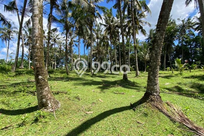 Lahan Kosong Dijual di Selemadeg, Tabanan, Luas 9120m2 Area Strategis Lahan Kosong Dijual di Selemadeg, Tabanan, Luas 9120m2 Area Strategis