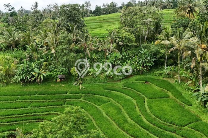 Untuk Dijual Tanah 10600m2 di Dalang, Tabanan Untuk Dijual Tanah 10600m2 di Dalang, Tabanan