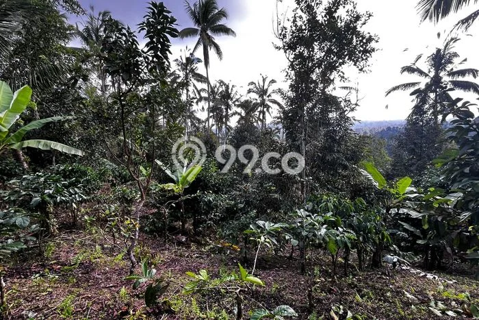 Tanah Dijual Lokasi Pupuan Tabanan SHM Tanah Dijual Lokasi Pupuan Tabanan SHM