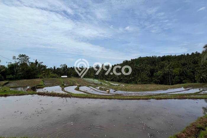 Tanah Strategis Dijual di Selemadeg Tabanan 5400m2 Tanah Strategis Dijual di Selemadeg Tabanan 5400m2