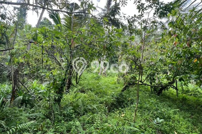 Lahan Dijual Lokasi Jegu, Tabanan dengan Luas Tanah 3800m2 dan Status SHM Lahan Dijual Lokasi Jegu, Tabanan dengan Luas Tanah 3800m2 dan Status SHM