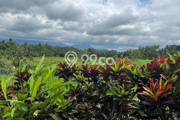 Lahan Kosong Dijual di Tabanan dengan Area 2500m2 Lahan Kosong Dijual di Tabanan dengan Area 2500m2
