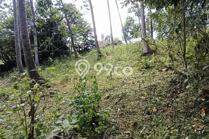 Tanah Dijual Area Strategis di Antap Tabanan 12000m2 Tanah Dijual Area Strategis di Antap Tabanan 12000m2