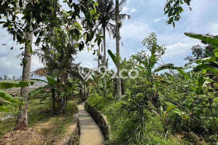 Tanah Investasi Dijual di Tabanan Punya Luas 1350m2 Tanah Investasi Dijual di Tabanan Punya Luas 1350m2
