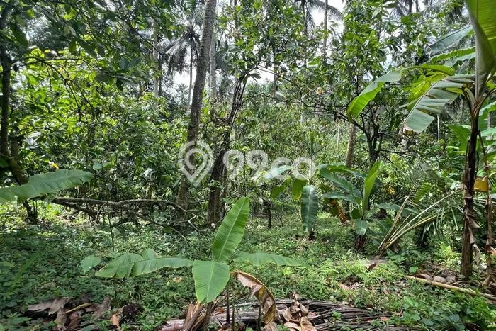 Lahan Dijual Lokasi Jegu, Tabanan dengan Luas Tanah 3800m2 dan Status SHM Lahan Dijual Lokasi Jegu, Tabanan dengan Luas Tanah 3800m2 dan Status SHM