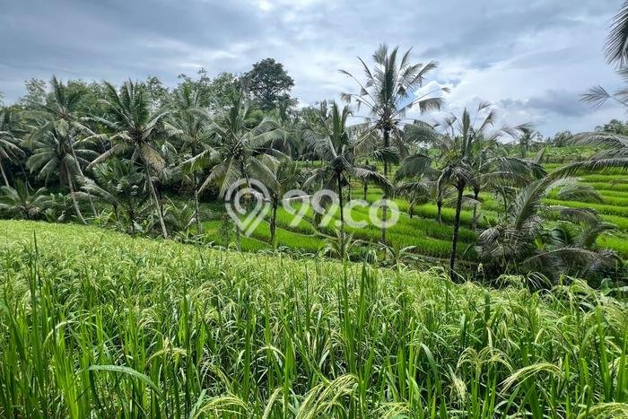 Lahan untuk Dijual Lokasi Penebel, Tabanan Luas 4500m2 SHM Lahan untuk Dijual Lokasi Penebel, Tabanan Luas 4500m2 SHM
