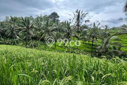 Lahan untuk Dijual Lokasi Penebel, Tabanan Luas 4500m2 SHM Lahan untuk Dijual Lokasi Penebel, Tabanan Luas 4500m2 SHM