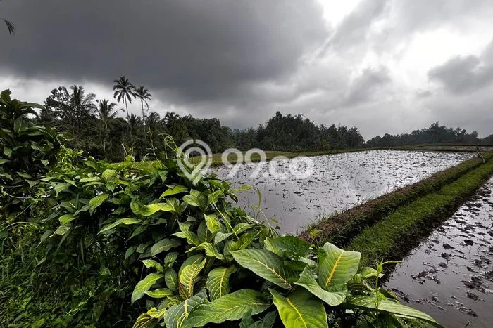 Tanah Kavling Dijual di Belimbing, Tabanan dengan Luas Tanah 27000m2 Tanah Kavling Dijual di Belimbing, Tabanan dengan Luas Tanah 27000m2