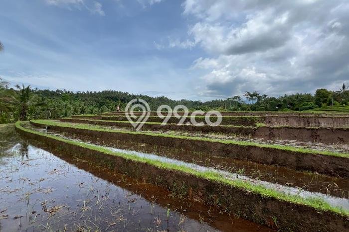 Tanah Strategis Dijual di Selemadeg Tabanan 5400m2 Tanah Strategis Dijual di Selemadeg Tabanan 5400m2