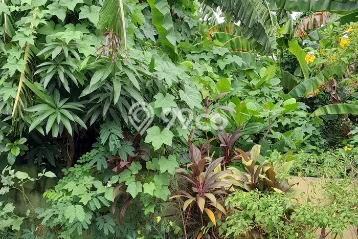 Tanah Kavling untuk Disewa di Cipondoh Tangerang 800m2 Tanah Kavling untuk Disewa di Cipondoh Tangerang 800m2