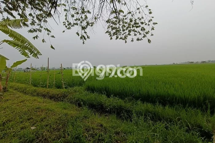 Tanah di Sukodono, Lumajang Luas 6480m2 Dijual Segera Tanah di Sukodono, Lumajang Luas 6480m2 Dijual Segera