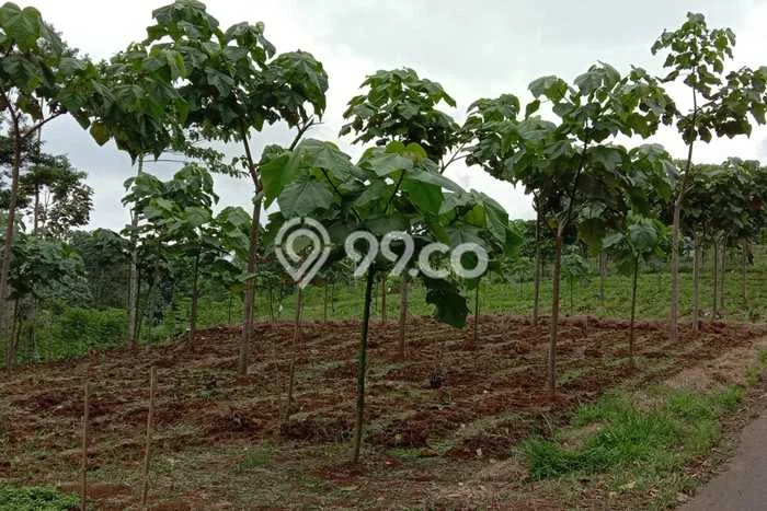 Kavling Tanah untuk Dijual di Majalengka Kota, Majalengka, Luas 370000m2 Kavling Tanah untuk Dijual di Majalengka Kota, Majalengka, Luas 370000m2