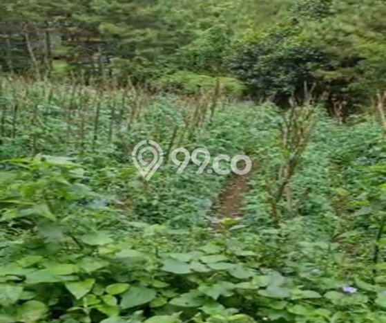 Dijual Tanah di Bandung, Luas 1200m2 SHM Dijual Tanah di Bandung, Luas 1200m2 SHM