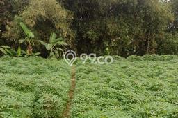 Dijual Tanah di Parung Bogor Luas 2310m2 - Dijual Tanah di Parung Bogor Luas 2310m2 -