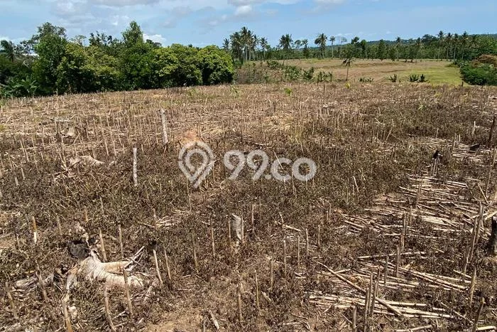 AREA PROSPEKTIF! Tanah di Sidomulyo, Luas 50000m², Dekat Transportasi, Kawasan Potensial AREA PROSPEKTIF! Tanah di Sidomulyo, Luas 50000m², Dekat Transportasi, Kawasan Potensial