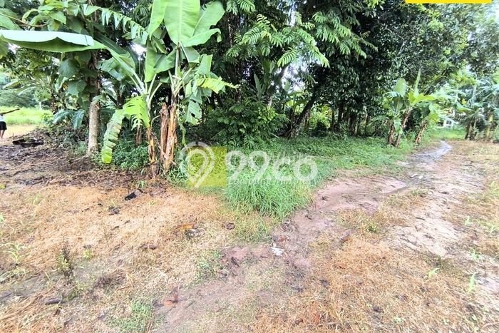 Tanah Kavling untuk Dijual di Natar Lampung Selatan 2411m2 Tanah Kavling untuk Dijual di Natar Lampung Selatan 2411m2