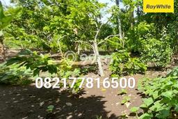 Kavling Tanah di Teluk Betung Utara Dijual Luas 15570m2 Legalitas SHM Kavling Tanah di Teluk Betung Utara Dijual Luas 15570m2 Legalitas SHM