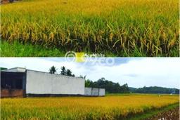 Tanah Dijual di Tanggamus Seluas 2705m2 Strategis Tanah Dijual di Tanggamus Seluas 2705m2 Strategis