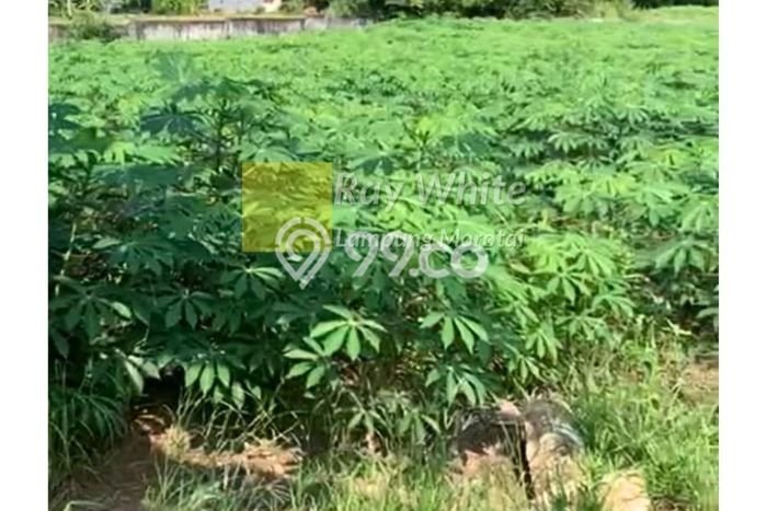 Tanah Kavling untuk Dijual di Tegineneng Pesawaran 12163m2 Tanah Kavling untuk Dijual di Tegineneng Pesawaran 12163m2