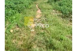 Tanah Kavling untuk Dijual di Tegineneng Pesawaran 12163m2 Tanah Kavling untuk Dijual di Tegineneng Pesawaran 12163m2
