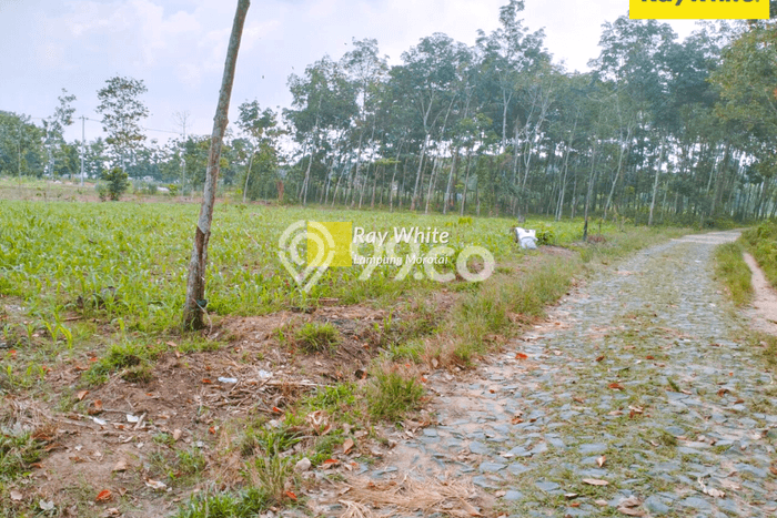 Tanah Dijual Lokasi Jati Agung Lampung Selatan SHM Tanah Dijual Lokasi Jati Agung Lampung Selatan SHM