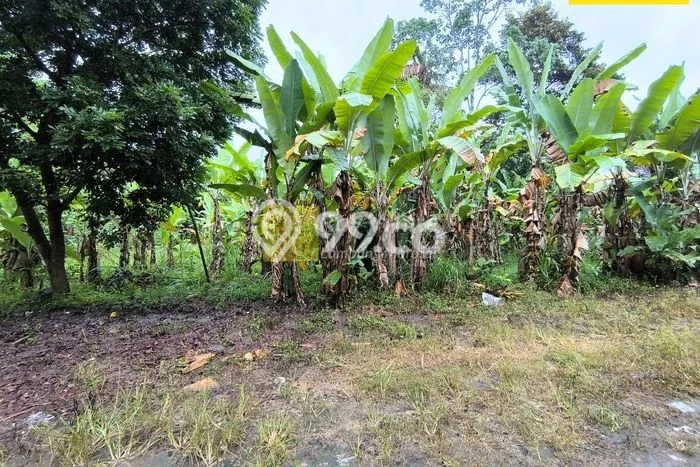 Tanah Kavling untuk Dijual di Natar Lampung Selatan 2411m2 Tanah Kavling untuk Dijual di Natar Lampung Selatan 2411m2