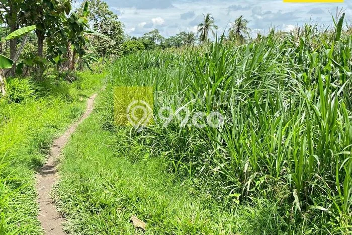 Kavling Tanah Dijual di Jati Agung Lampung Selatan Spesifikasi 10480m2 Kavling Tanah Dijual di Jati Agung Lampung Selatan Spesifikasi 10480m2