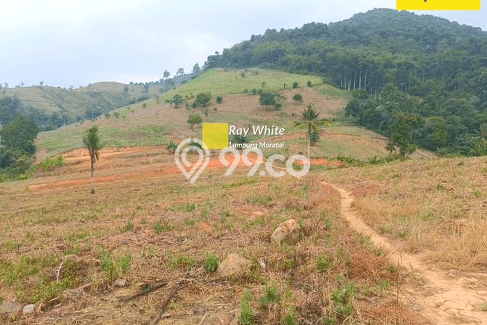 Kavling Tanah di Tanjung Bintang Dijual Luas 45000m2 Legalitas SHM Kavling Tanah di Tanjung Bintang Dijual Luas 45000m2 Legalitas SHM