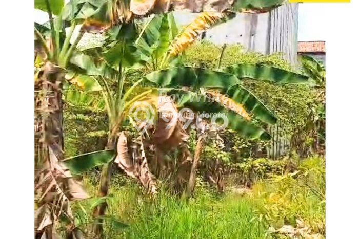 Lahan Strategis di Palas Dijual dengan Luas 1299m2 Lahan Strategis di Palas Dijual dengan Luas 1299m2