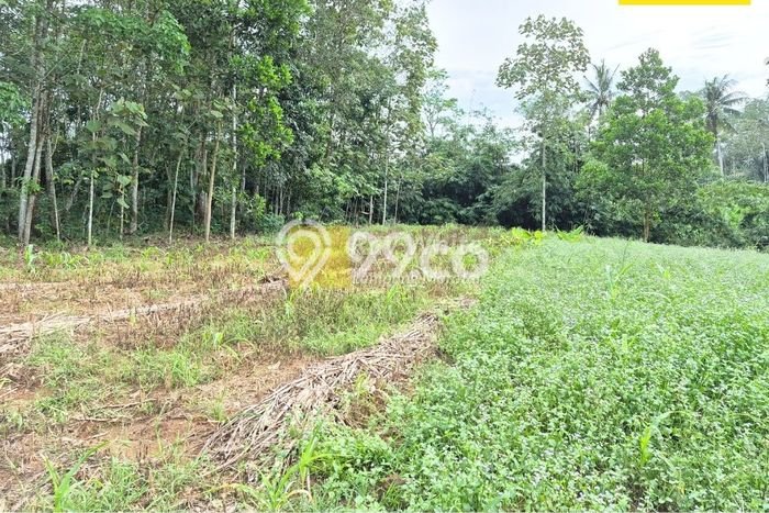 Kavling Tanah Dijual di Tanjung Bintang Lampung Selatan Spesifikasi 2765m2 Kavling Tanah Dijual di Tanjung Bintang Lampung Selatan Spesifikasi 2765m2