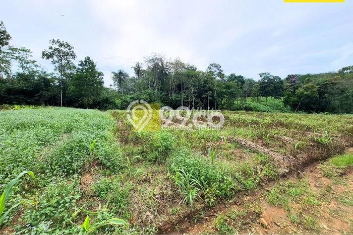 Kavling Tanah Dijual di Tanjung Bintang Lampung Selatan Spesifikasi 2765m2 Kavling Tanah Dijual di Tanjung Bintang Lampung Selatan Spesifikasi 2765m2