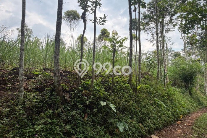 Lahan Investasi Lokasi Wagir Malang SHM Lahan Investasi Lokasi Wagir Malang SHM