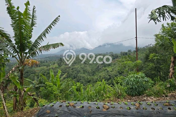 Tanah Kavling untuk Dijual di Baturiti Tabanan 1500m2 Tanah Kavling untuk Dijual di Baturiti Tabanan 1500m2