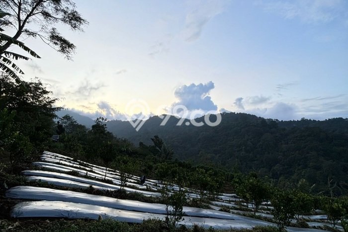 Tanah di Kubutambahan, Buleleng Luas 27000m2 Dijual Segera Tanah di Kubutambahan, Buleleng Luas 27000m2 Dijual Segera
