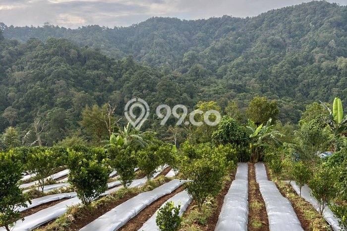 Tanah di Kubutambahan, Buleleng Luas 27000m2 Dijual Segera Tanah di Kubutambahan, Buleleng Luas 27000m2 Dijual Segera