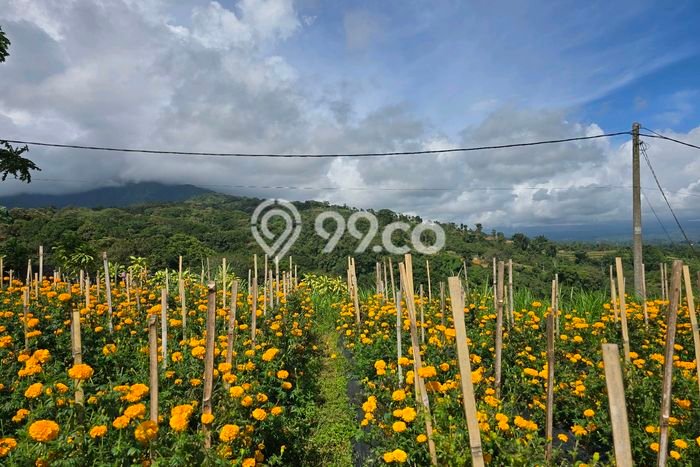 Tanah Kavling Dijual di Tabanan dengan Spesifikasi 9200m2 Tanah Kavling Dijual di Tabanan dengan Spesifikasi 9200m2