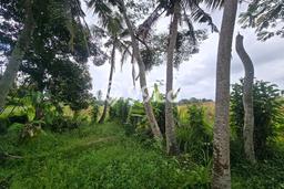 Tanah di Selemadeg, Tabanan Luas 890m2 Dijual Segera Tanah di Selemadeg, Tabanan Luas 890m2 Dijual Segera