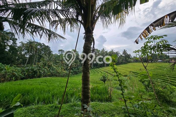 Tanah di Selemadeg, Tabanan Luas 1400m2 Dijual Segera Tanah di Selemadeg, Tabanan Luas 1400m2 Dijual Segera