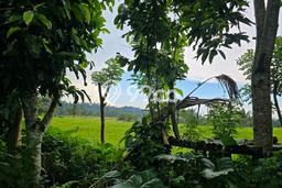Dijual Tanah di Tabanan, Luas 3800m2 SHM Dijual Tanah di Tabanan, Luas 3800m2 SHM