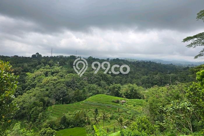 Jarang Ada! Tanah di Baturiti Punya Luas 2200m2 SHM Jarang Ada! Tanah di Baturiti Punya Luas 2200m2 SHM