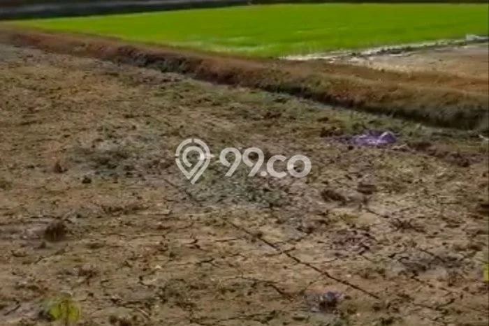 Tanah Area Berkembang di Jenu, Luas 10476m2m², Lingkungan Asri, Akses Jenu, Tuban, Tuban Tanah Area Berkembang di Jenu, Luas 10476m2m², Lingkungan Asri, Akses Jenu, Tuban, Tuban