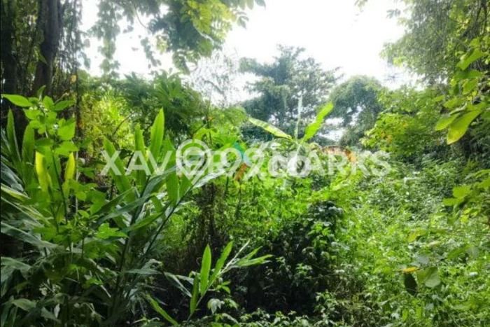 Tanah Dijual Lokasi Ngaliyan, Semarang Luas 1588m2 Legalitas Aman Tanah Dijual Lokasi Ngaliyan, Semarang Luas 1588m2 Legalitas Aman