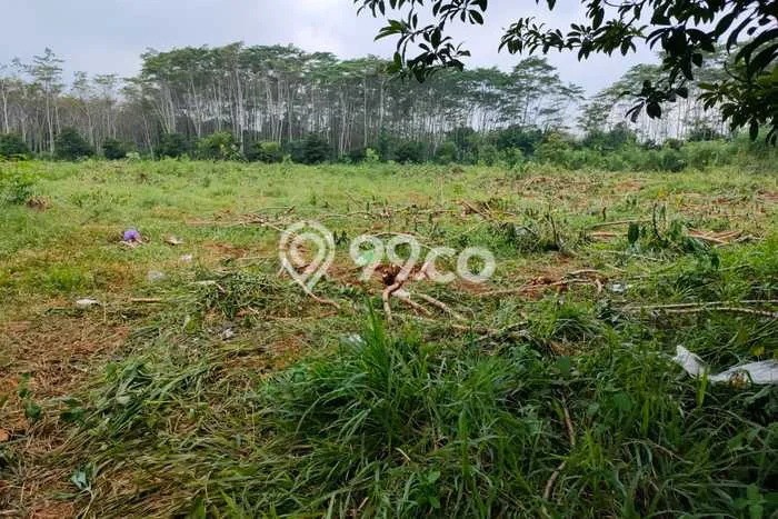Dijual Tanah di Kandeman Batang Luas 11000m2 SHM Dijual Tanah di Kandeman Batang Luas 11000m2 SHM