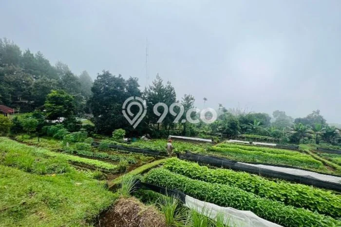 Tanah Dijual Lokasi Strategis di Bogor dengan Luas 2923m2 Tanah Dijual Lokasi Strategis di Bogor dengan Luas 2923m2
