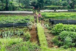 Dijual Tanah Lokasi Ciapus, Bogor Seluas 2923m2 Dijual Tanah Lokasi Ciapus, Bogor Seluas 2923m2