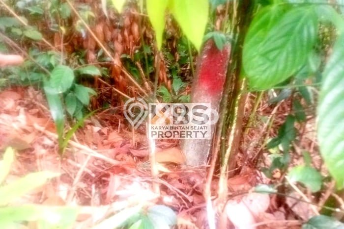 Tanah Dijual Lokasi Bintan Timur, Bintan dengan Luas Tanah 37840m2 dan Status - Tanah Dijual Lokasi Bintan Timur, Bintan dengan Luas Tanah 37840m2 dan Status -