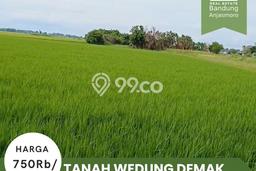 Lahan Investasi Lokasi Wedung Demak SHM Lahan Investasi Lokasi Wedung Demak SHM