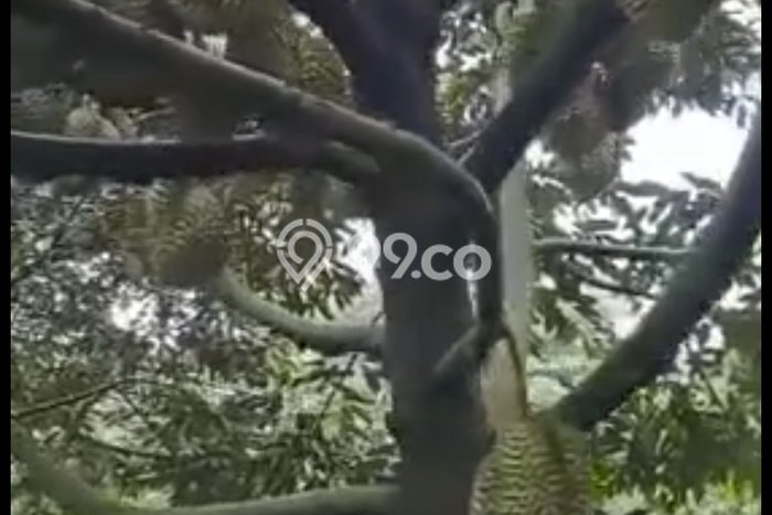Tanah Strategis Dijual di Cigudeg Bogor 50000m2 Tanah Strategis Dijual di Cigudeg Bogor 50000m2