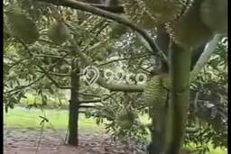 Tanah di Cigudeg, Bogor Luas 50000m2 Dijual Segera Tanah di Cigudeg, Bogor Luas 50000m2 Dijual Segera
